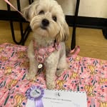 Sue Wade - @shewolfsue - Instagram