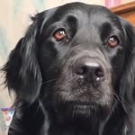 Sue Wade - @suewade9422 - Instagram