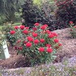 Sue Waldron - @sue.waldron - Instagram
