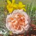 Sue Waldron - Facebook