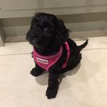 Sue Wallis - @bonnie270917 - Instagram