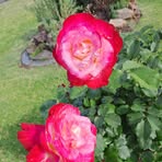 Sue Weaver - Facebook
