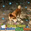 เสือฝ้าย แห่งทุ่งฝัน - @sueweir7 - TikTok