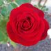 Sue Morrison-Weir - Facebook