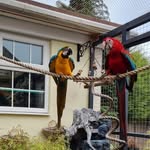 Sue Whitney - @charlie_rosie_macaws - Instagram