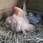 sue Whitney - @suewhitney6 - Instagram