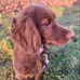 Sue Whittington - Facebook