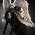 Sue Wild - @billsudznaturaldog - Instagram