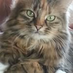 Sue Willis - @sue.willis.3766 - Instagram