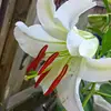Sue Willis - @sue.willis70 - TikTok