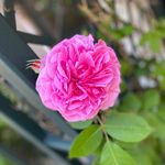 Sue Winter - @suewinter294 - Instagram