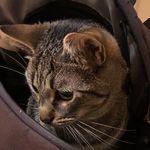 Sue Yim - @furrytabby - Instagram
