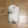 chosuetcheung - @ivyvi930 - TikTok