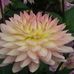 Suet Yi Chiu - Facebook