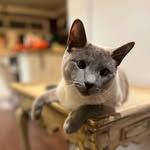 Sugi Lee - @kintsugilee - Instagram