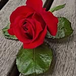Suha R. Hamdan - @hamdan.suha - Instagram