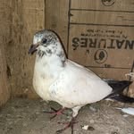 suhaib - @suhaib_ghazi_0055 - Instagram