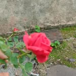 Suhas gupta - @suhasgupta9 - Instagram