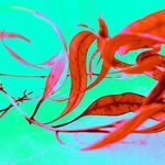 Suja J. Abraham - @suja.abraham.art - Instagram