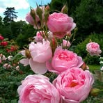 Suja John - Facebook