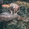 $sujaydesai - @user8652950178350 - TikTok