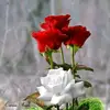 sujit kar - @user1127918699471 - TikTok