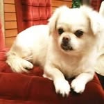 Suk Chung - @sukyee074666 - Instagram
