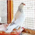 Sukhjinder Singh Thind - @pb43_thind_farmhouse - Instagram