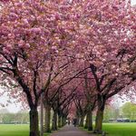 Suling Chen - @alison38243824 - Instagram