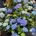 Suling Chen - Facebook