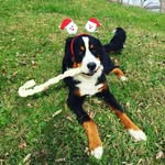 Sullivan Johnson - @sulivantheberner - Instagram