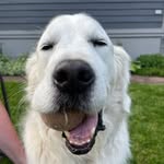 sullivan lyons - @sullypup1613 - Instagram