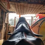 SULTAN BOLTE⚔️👑 - @sultan_king_camp - Instagram