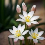 sumaira Aziz - @sumairaaziz567 - Instagram