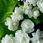 Sumaira Aziz - @sumaira80367 - Instagram