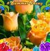 Sumaira Hafeez - Facebook