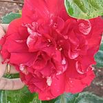 Sumathi Rajendran - @sumathirajendran6 - Instagram