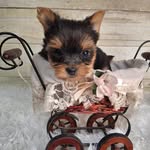 Summer Bray - @sundroplanepuppies - Instagram