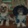 summer&chase - @summer_chase - TikTok