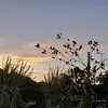 .•*•!Summer_Cotton!•*•. - @summercotto - TikTok