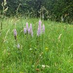 Summerdale House - @summerdalegarden - Instagram