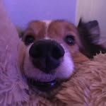 Summer Ferguson - @dmsv_doggies - Instagram