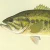 Fishing - @fishingdis_summer - TikTok