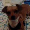 sniprWOLF - @summergibbs678 - TikTok