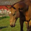 ❤️😻HORSES😻❤️ - @summer_jolly - TikTok