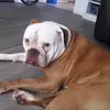 Summer Kirk - @tukerthedog123 - TikTok