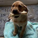 Summer Logan Bott - @summer_the_golden_lab - Instagram