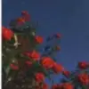 summerlogan123 - @summerlogan5 - TikTok