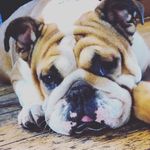 Summer Maynard - @piggy_dog11 - Instagram