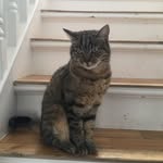 Summer🐱 - @summeroakes1 - Instagram
